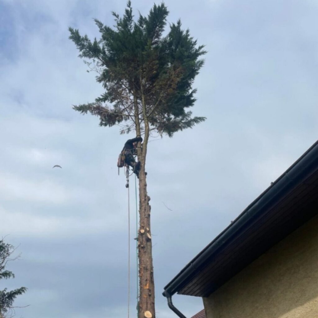 Alpintechnikai favágás Győrben