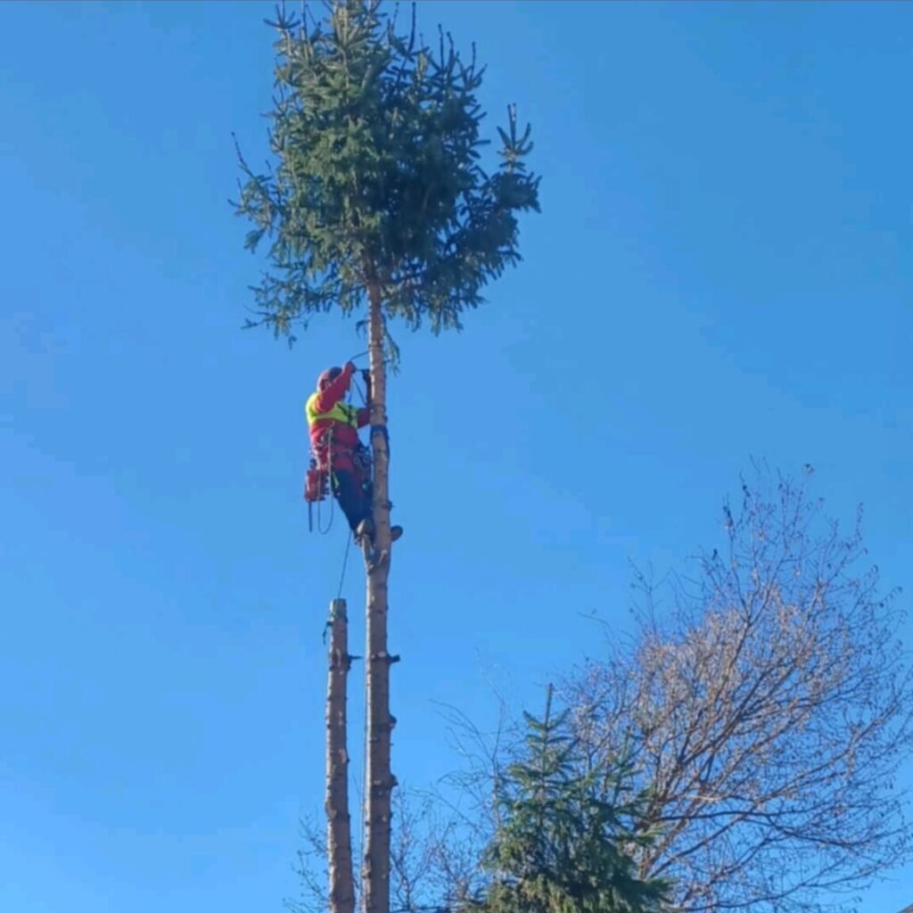 Alpintechnikai favágás Észak-Nyugat Dunántúl